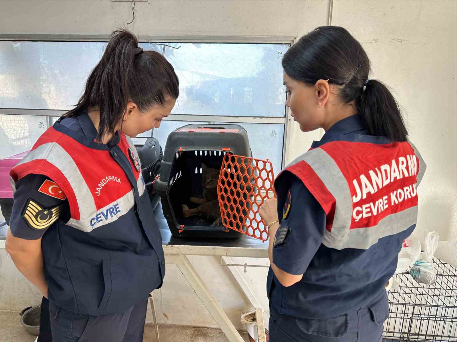 Didim&rsquo;de yaralı halde bulunan dağ kedisi tedavi altına alındı

