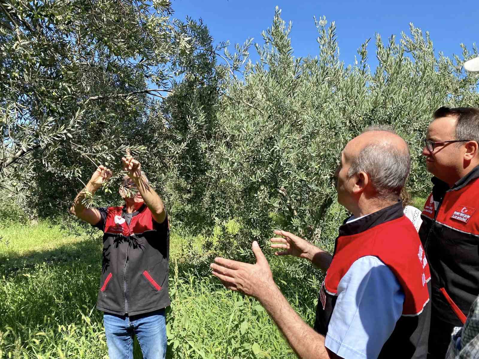 Feromon tuzaklarla zeytin sineğiyle mücadele başladı
