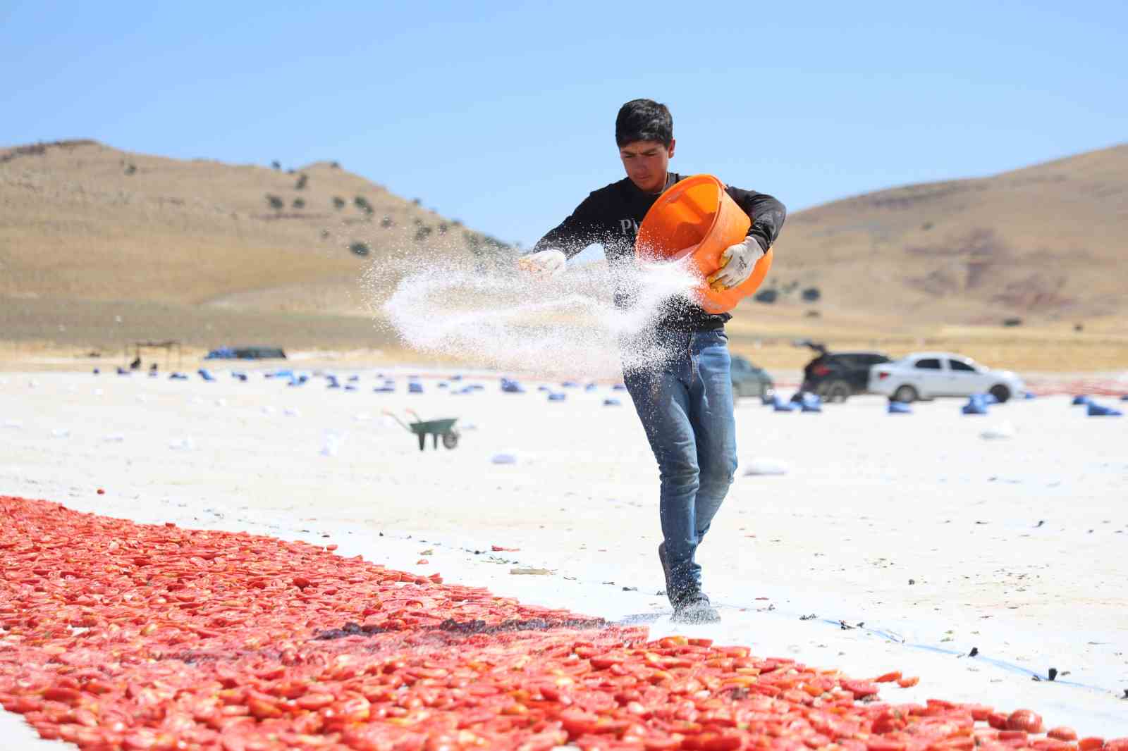 Dünya sofralarını süsleyen domateste 15 bin 300 ton rekolte bekleniyor
