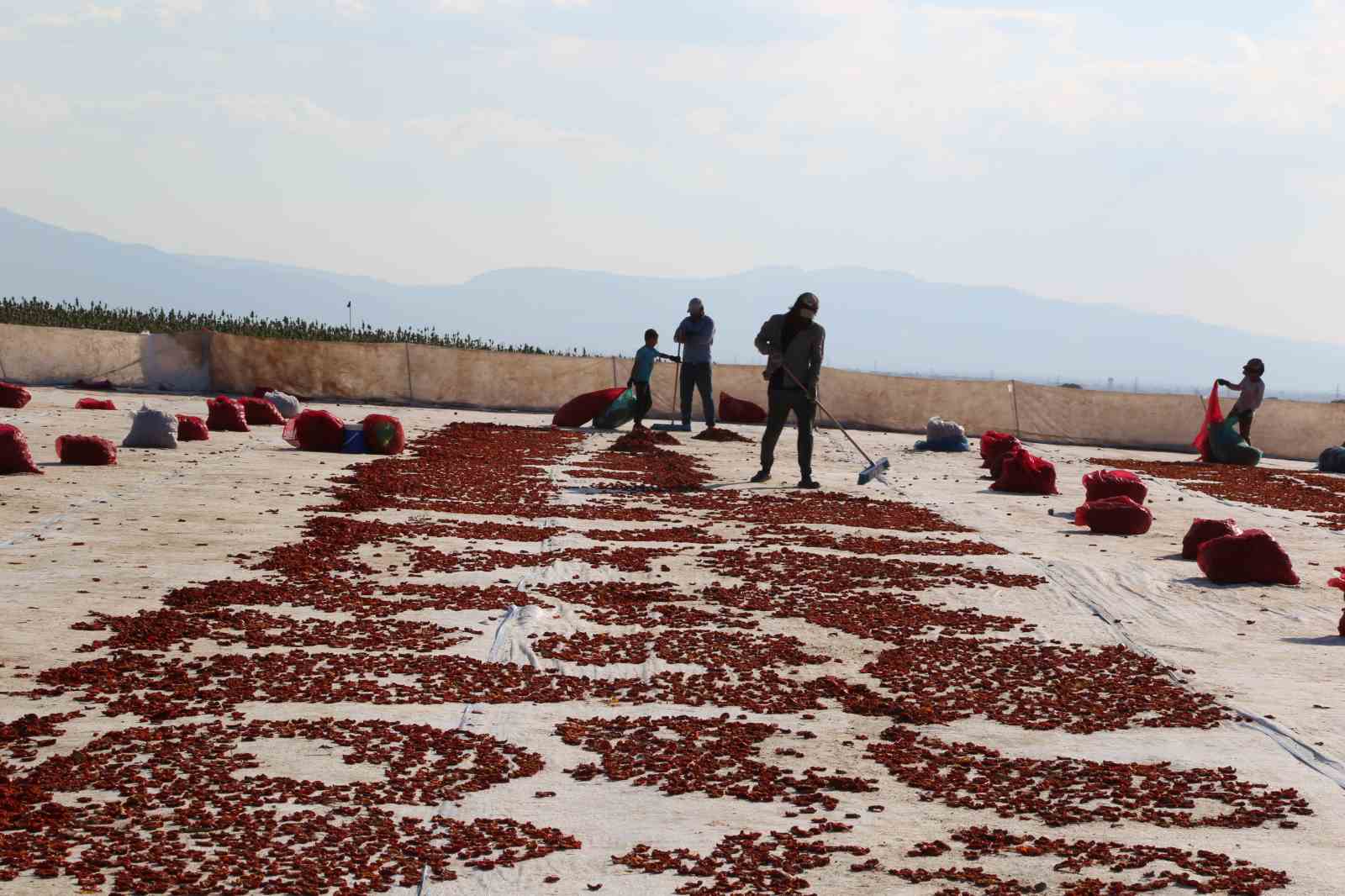 Domates kurutma alanlarında görsel şölen