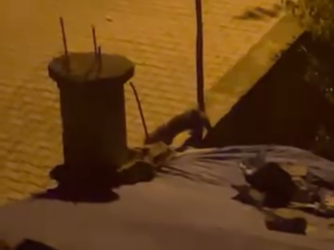 Tilki evin bahçesini çok sevdi
