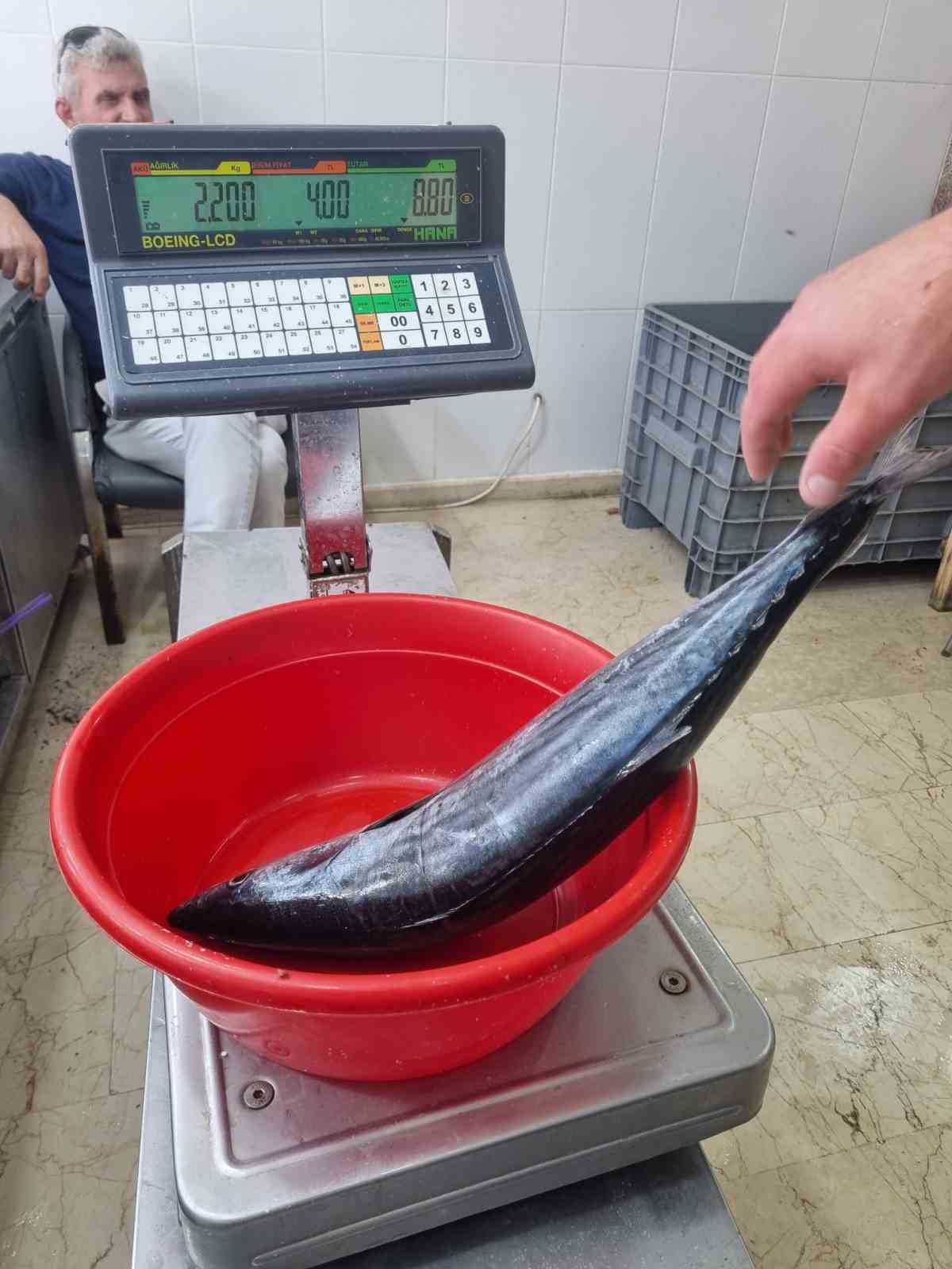 Sinop’ta tezgahlara sezonun ilk torik balığı düştü