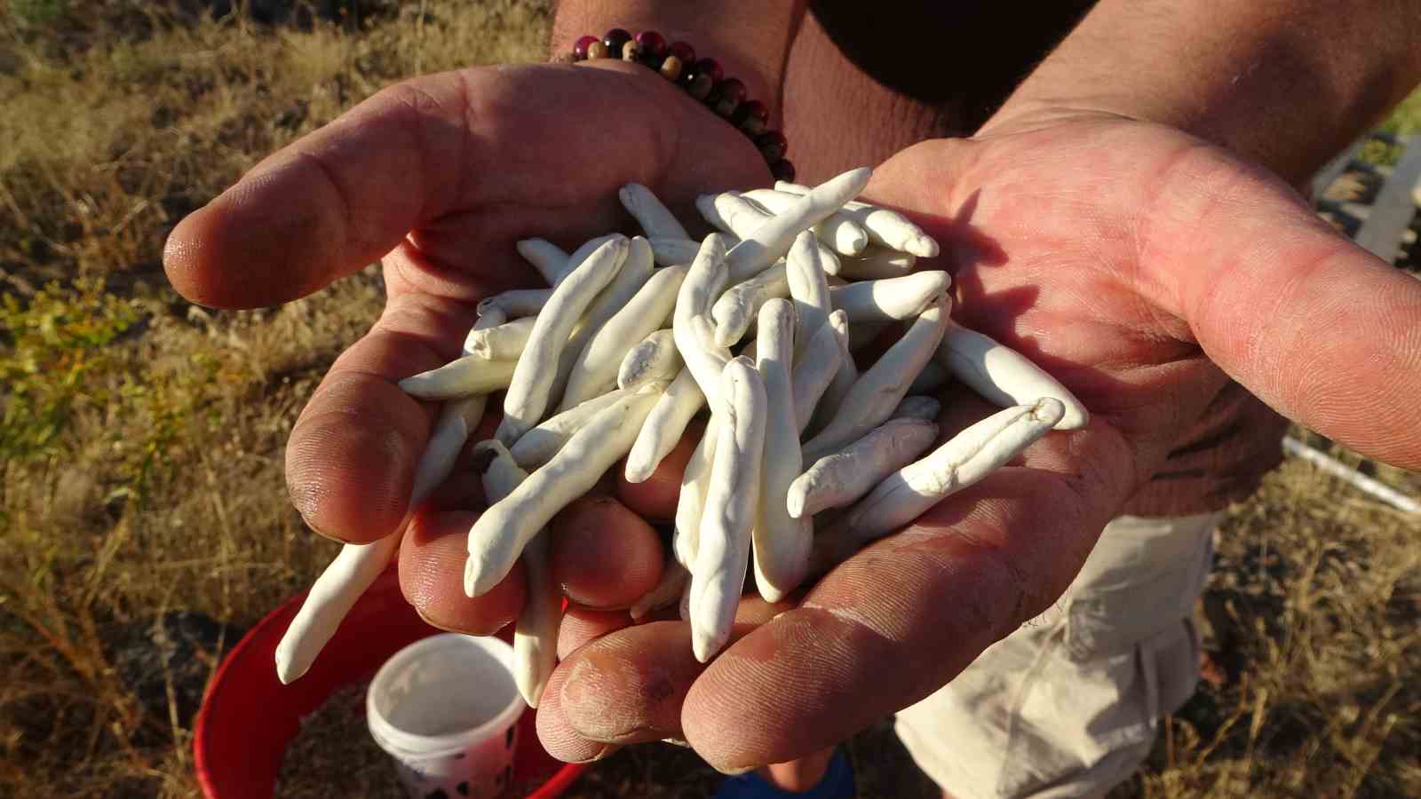 Kendiliğinden yetişiyor, kilosu 10 bin TL&rsquo;ye satılıyor
