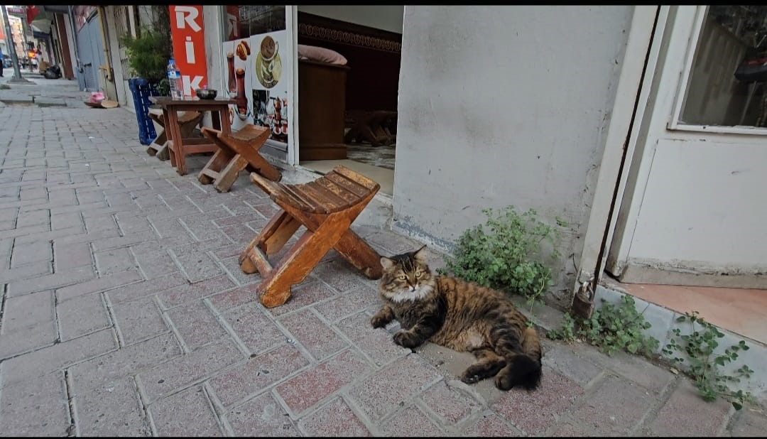 Elazığ’da çay ocağını 4 yıldır mesken tutan ’Bıdık’,  mahallenin maskotu oldu

