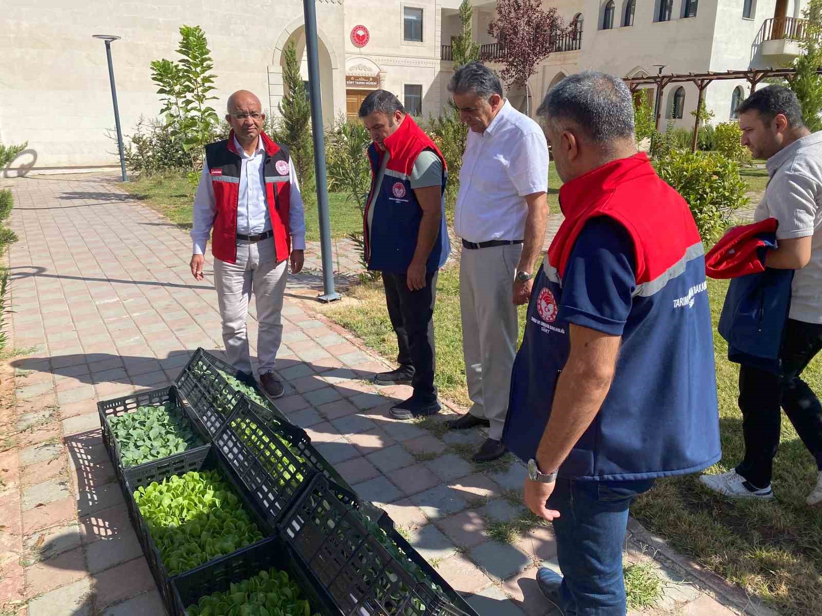 Siirt’te üreticilere marul ve karnabahar fidesi dağıtıldı