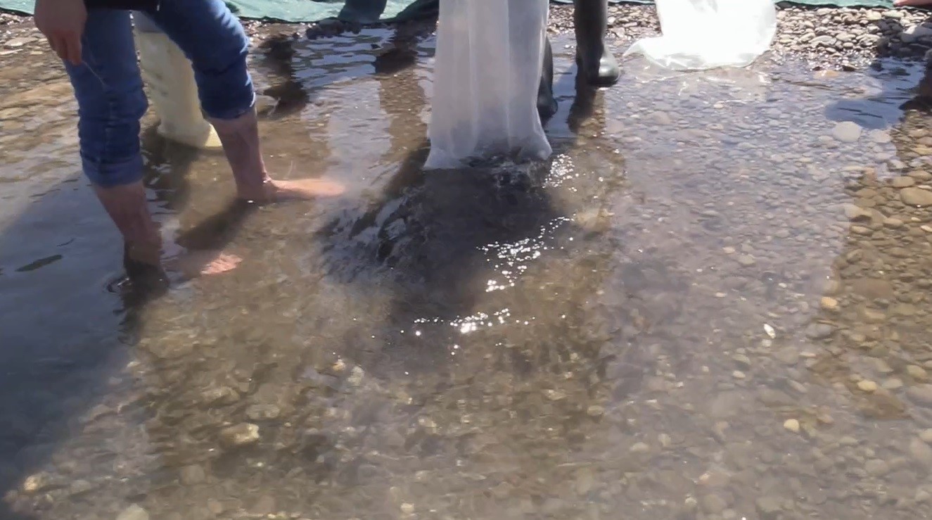 Elazığ’daki su kaynaklarına 5 milyon 786 bin yavru sazan bırakılacak
