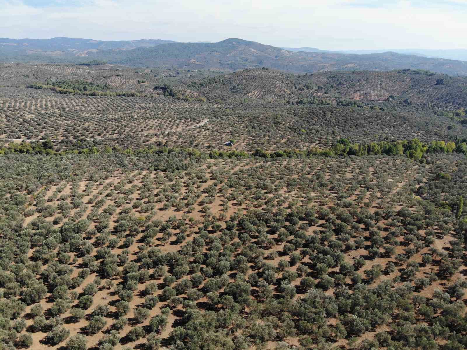 Kuraklık zeytin ağaçlarını verim ve kalitede vurdu
