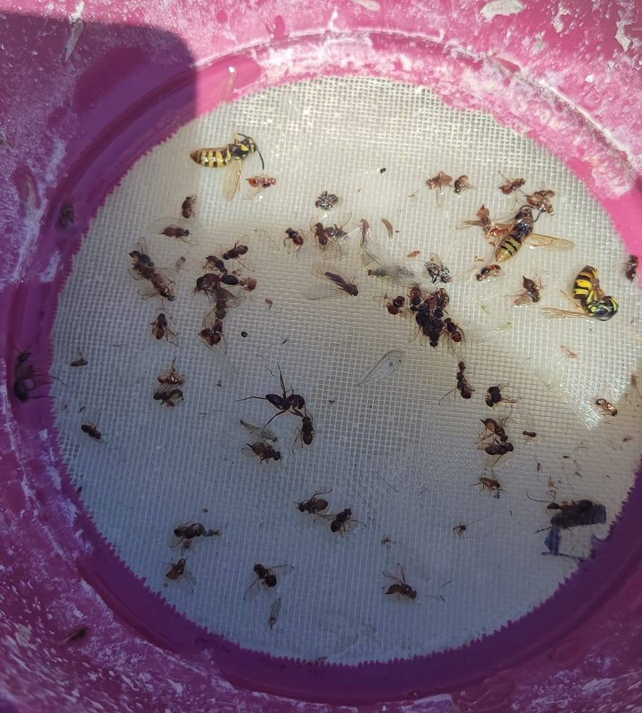 Salihli’de üreticiler ‘zeytin sineği’ne karşı bir kez daha uyarıldı