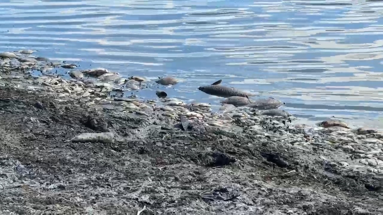 Tekirdağ’da su seviyesi azalan gölette balık ölümleri meydana geldi
