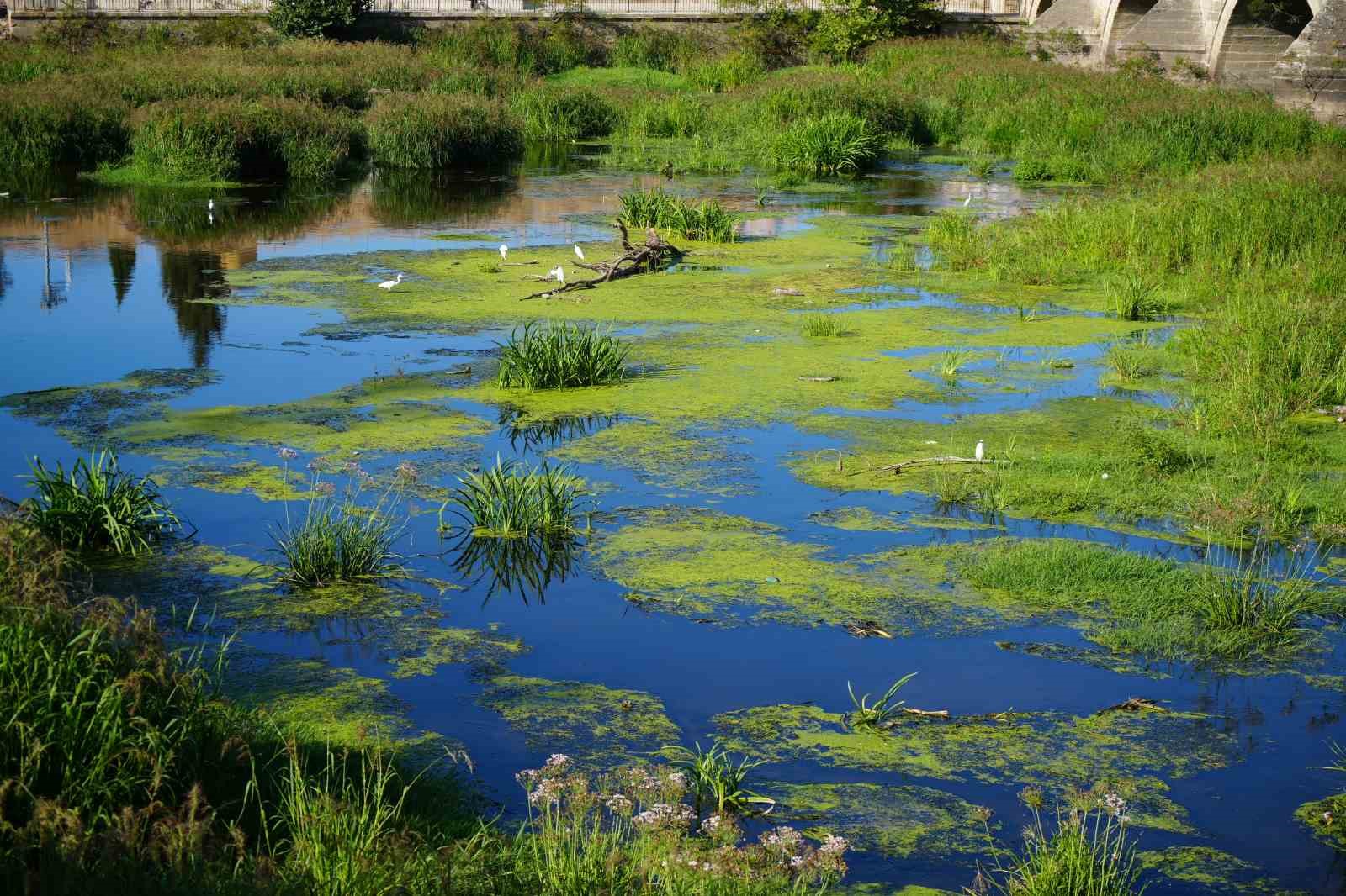 Tunca Nehri’nde kuraklık: Otlar yayıldı, su yüzeyi yeşile döndü
