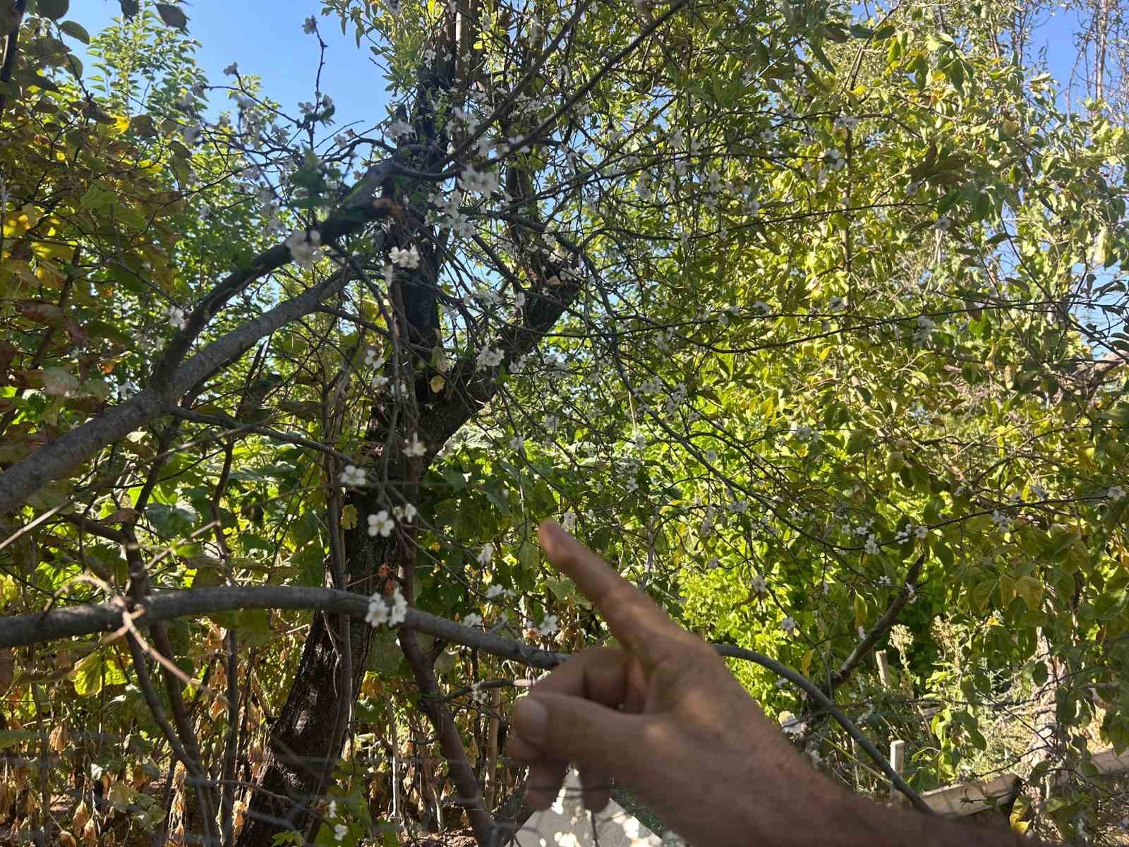 Eskişehir’de erik ağacı ağustosun sonunda çiçek açtı
