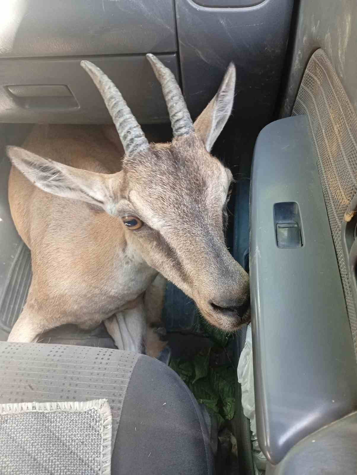Yaralı yavru dağ keçisi tedavi altına alındı