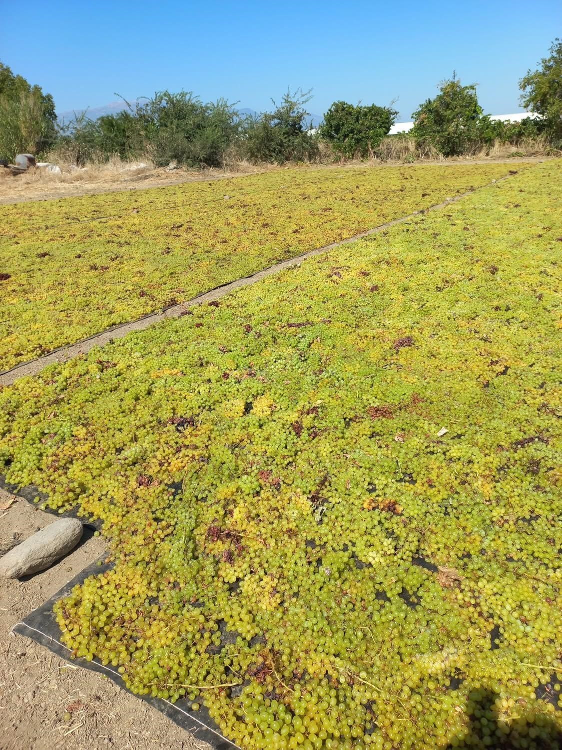 Sarıgöl ovasında tatlı telaş devam ediyor