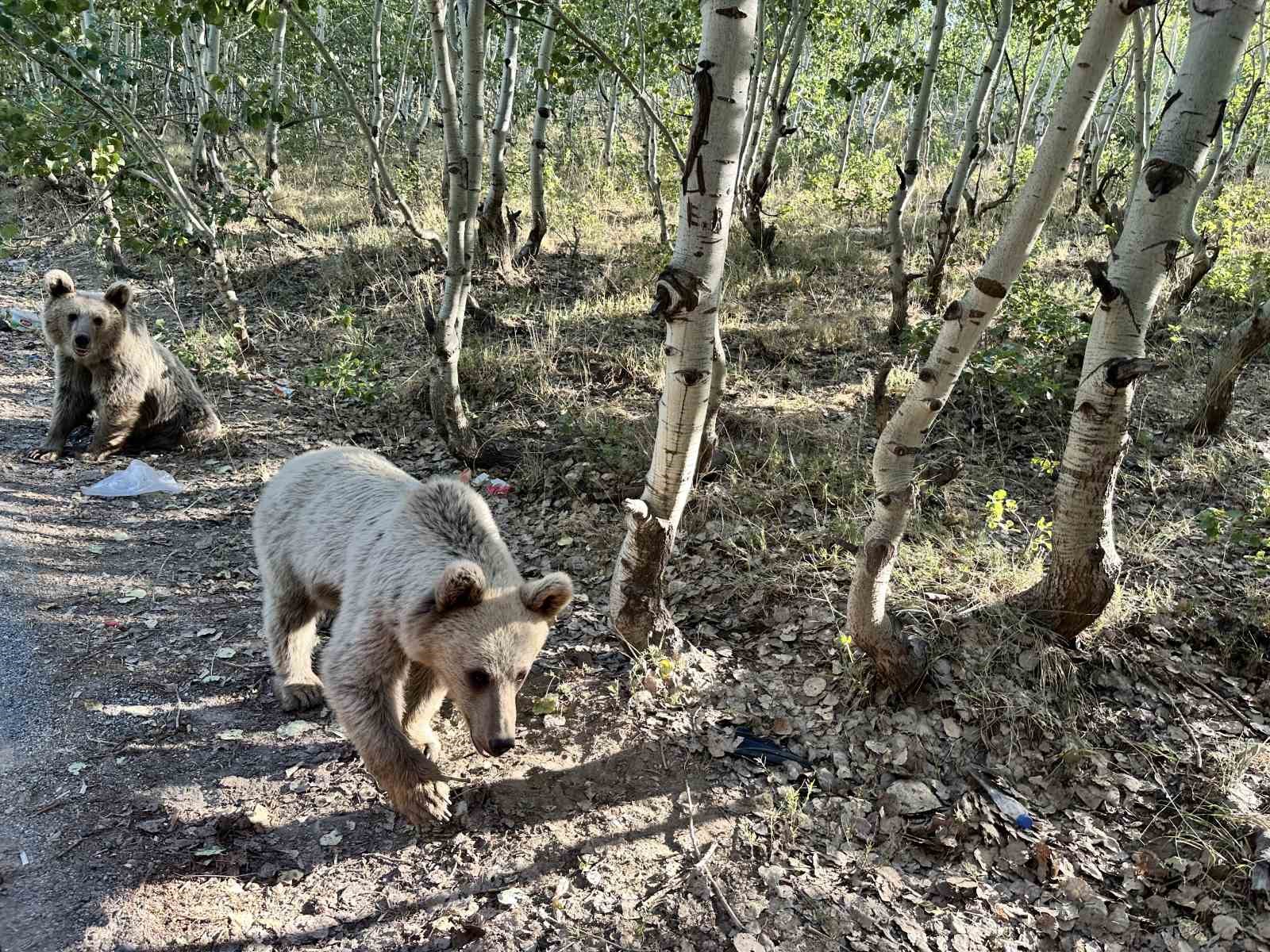 Ayıya ekmek veren vatandaş saldırıdan son anda kurtuldu