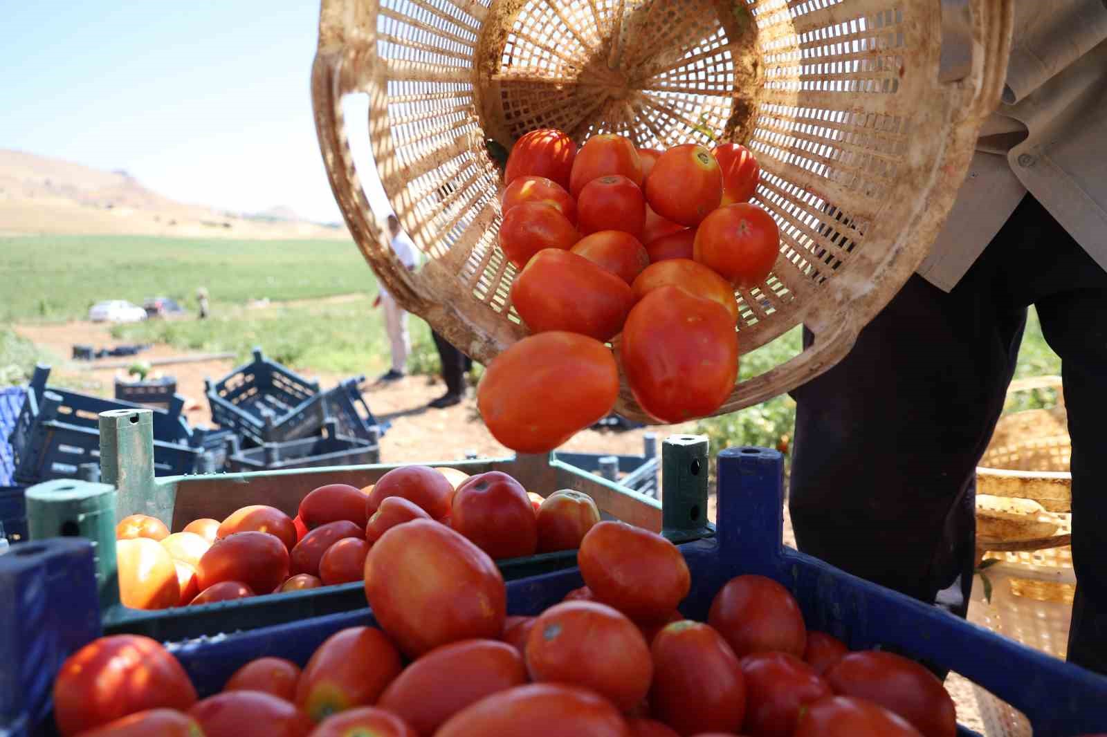 İki bin dönüme domates eken üretici: "Dışarıda 25 liraya alacağınıza tarladan 8 liraya alın"
