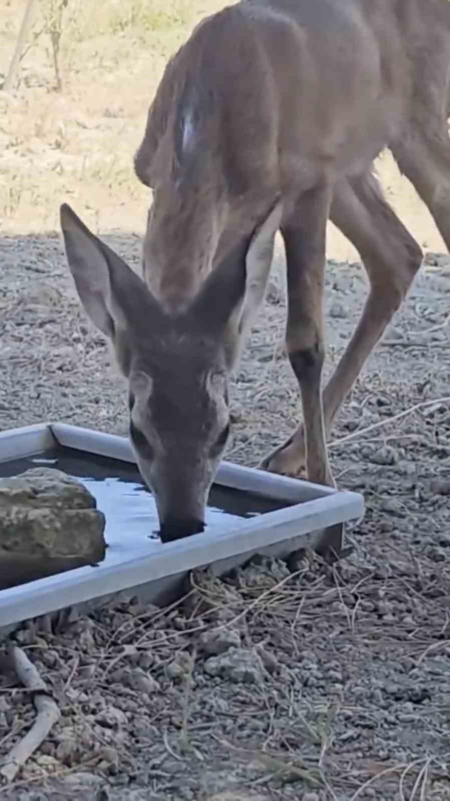 Çanakkale’deki yangında yaralanan karaca doğal alanına salındı