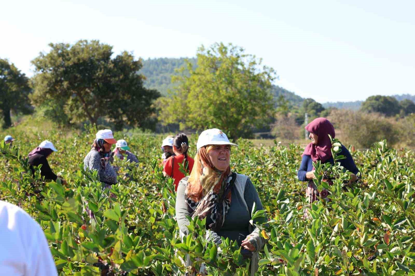 Aronya yetiştiriciliğinde Türkiye 3’üncüsü olan Çanakkale’de ilk hasat gerçekleştirildi