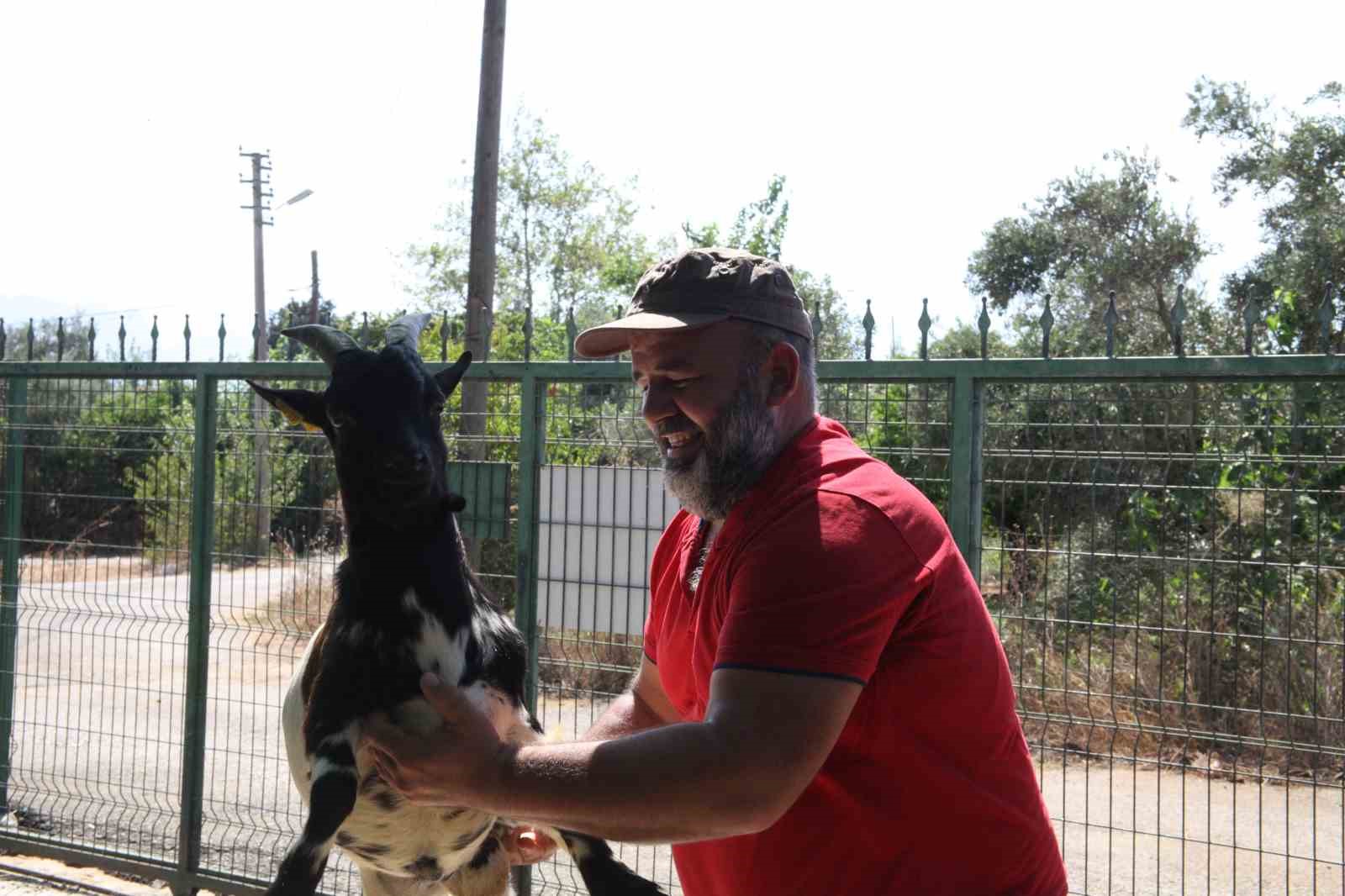 Kafasındaki poşetle s&uuml;r&uuml;ye kabusu yaşatan ke&ccedil;inin sahibi: "Poşetin i&ccedil;inde k&uuml;&ccedil;&uuml;k bir delik a&ccedil;mış oradan nefes alabiliyordu"
