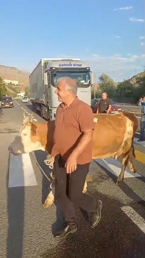 İnekler yaya ge&ccedil;idini kullandı, sahibi "Mecburen" dedi
