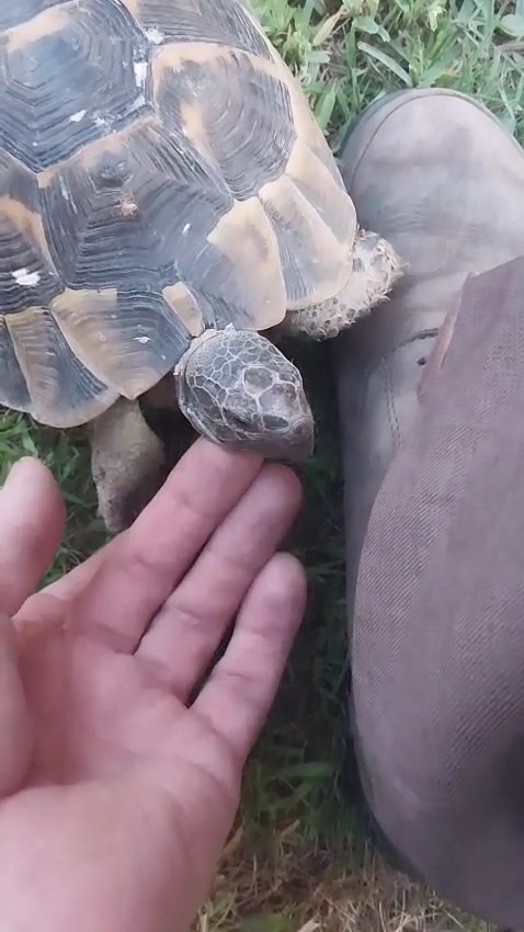 Kaplumbağa ve bah&ccedil;ıvanın dostluğu kıskandırdı

