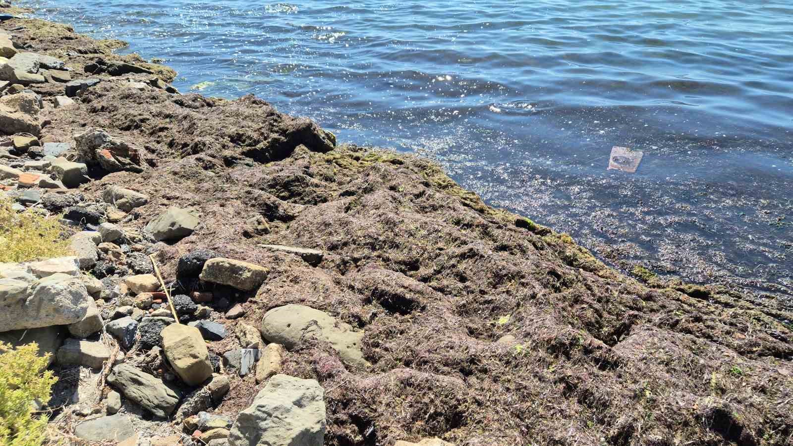Tekirdağ kıyılarında kızıl yosun ve kötü koku
