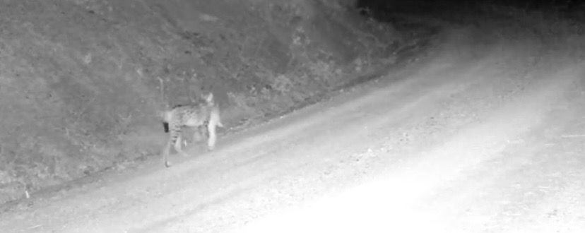 Tavşan avlayan vaşak
