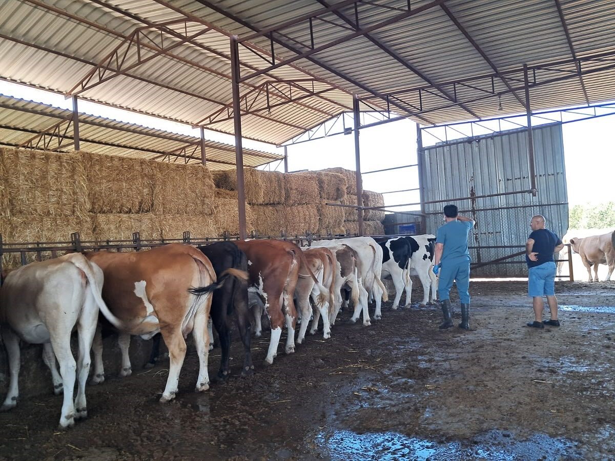 Köşk’te şap aşılaması başladı