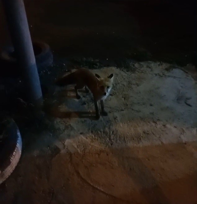 Bayburt’taki alabalık tesisinin sadık misafiri ’Tilki Rıfkı’ her akşam balık yemeye geliyor