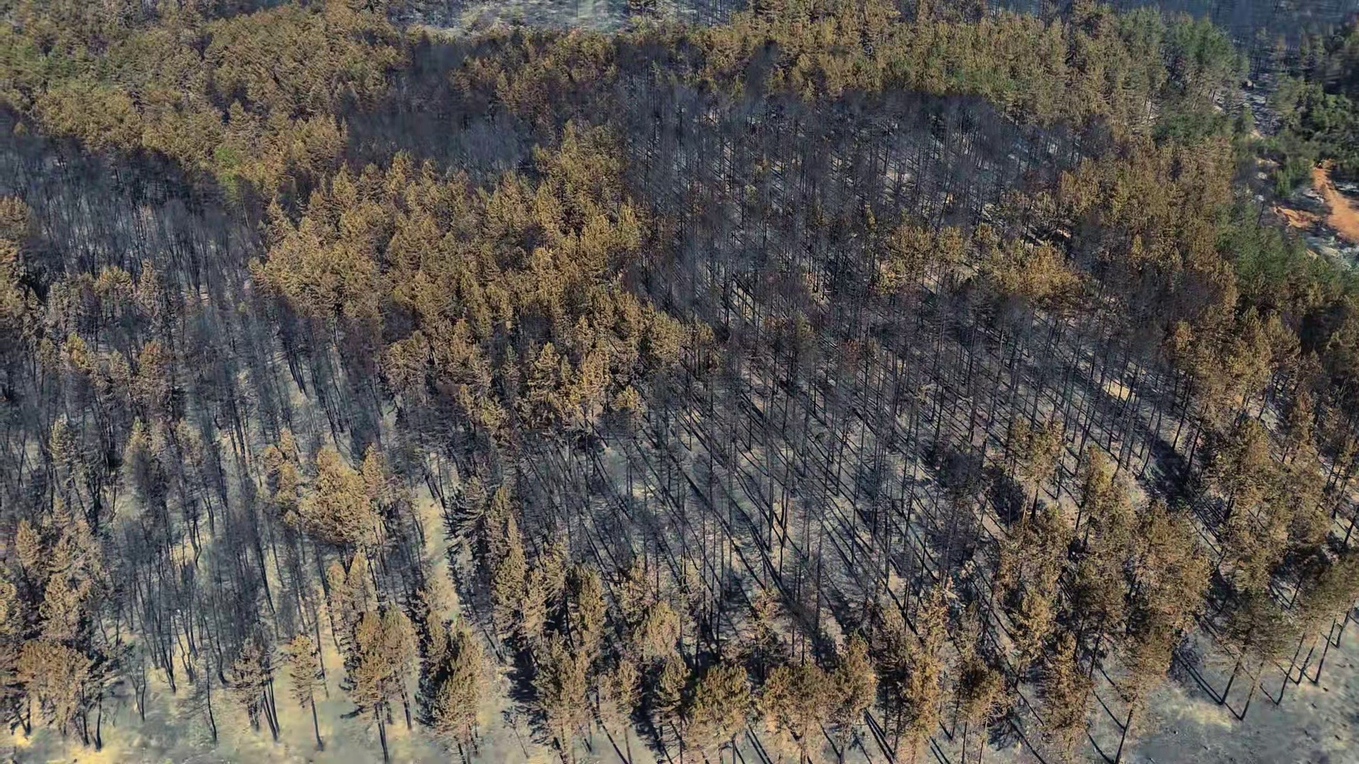 Karabük’teki orman yangınında geriye acı manzara kaldı