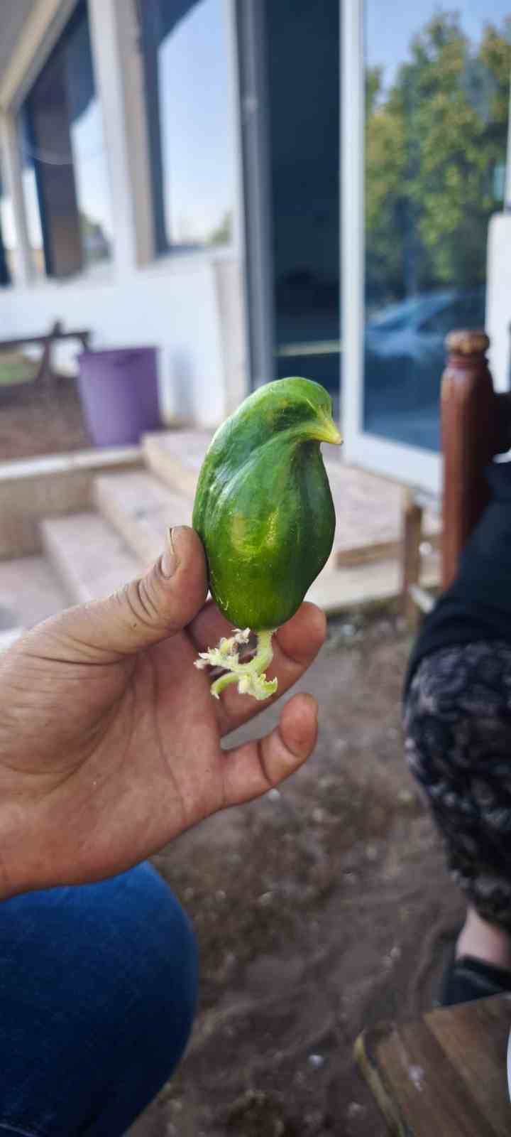 Kuş cennetinde &lsquo;salatalık&rsquo; da kuşa benzedi
