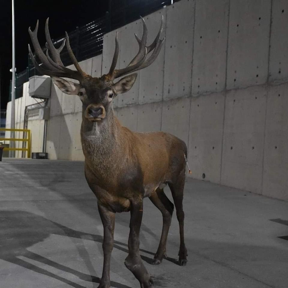 İyileşen kızıl geyik yeni yuvasında
