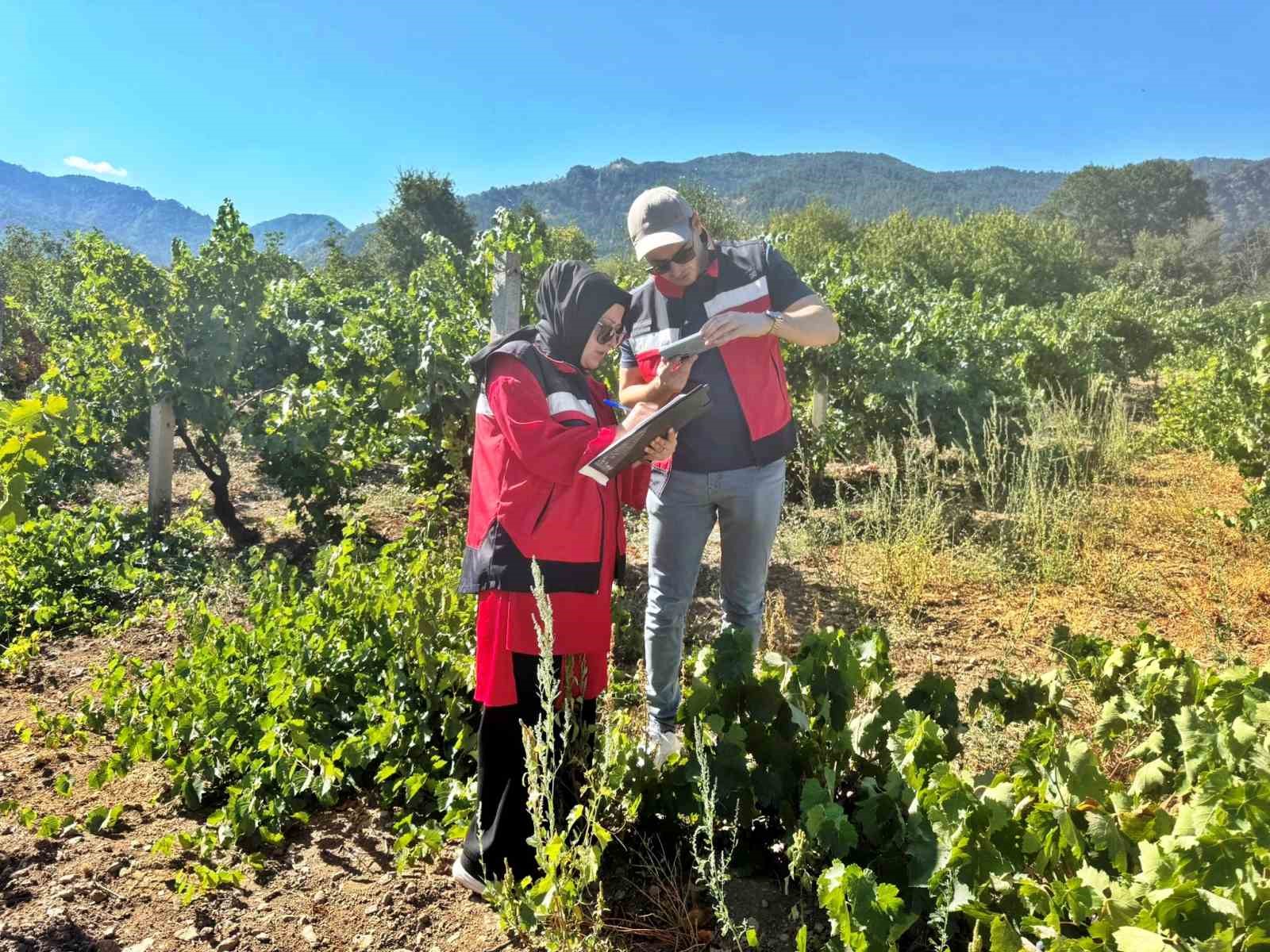 Simav’da bağlarda Üzüm Survey çalışmaları