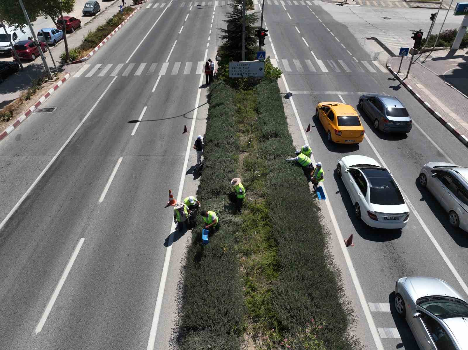 (ÖZEL) Bilecik’te göz kamaştıran lavantalar hasat edilmeye başlandı
