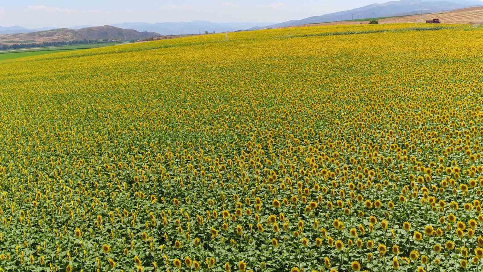 Ayçiçeği alım fiyatı açıklandı: Ton başına 29 bin lira
