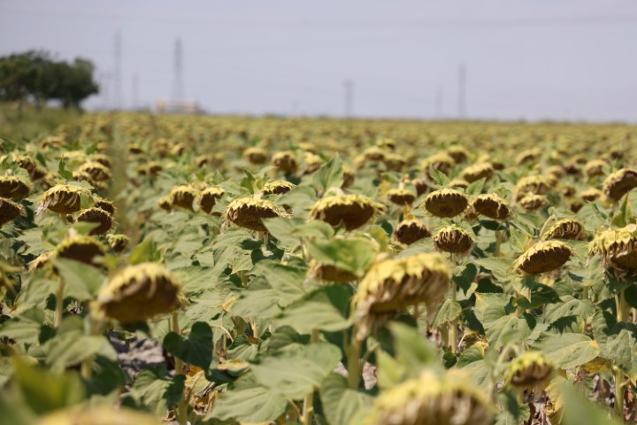 ‘Kiralık tarla’ uygulaması başladı, uzmanlardan uyarı geldi