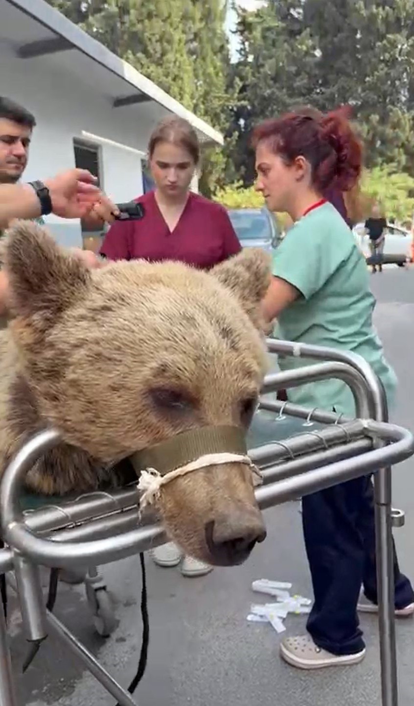 İstanbul&rsquo;da aşırı meyveden rahatsızlanan 200 kiloluk ayı, tomografi cihazına sokuldu, tedavi edildi
