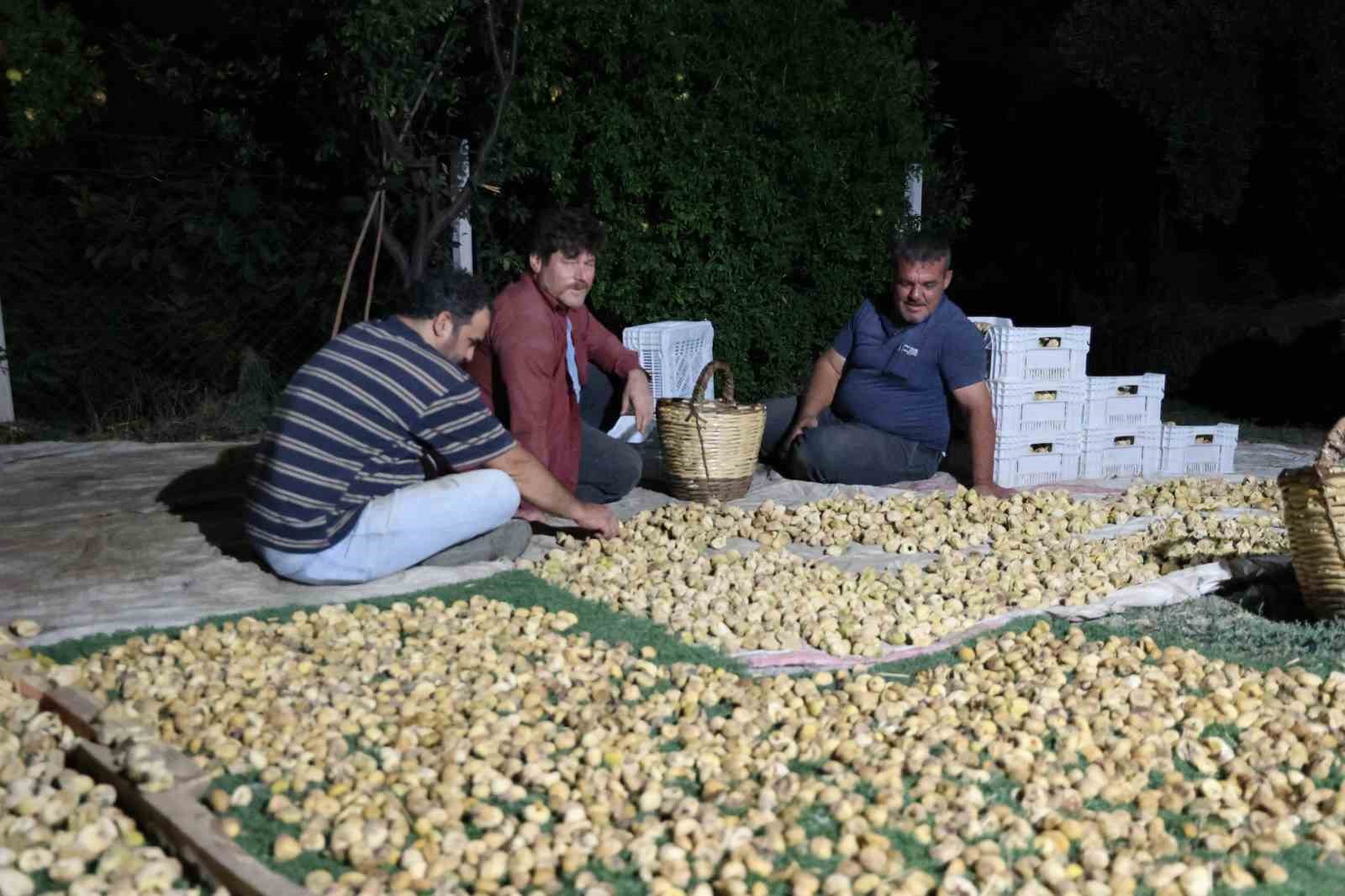 İncir üreticisi gecesini gündüzüne katarak üretim yapıyor
