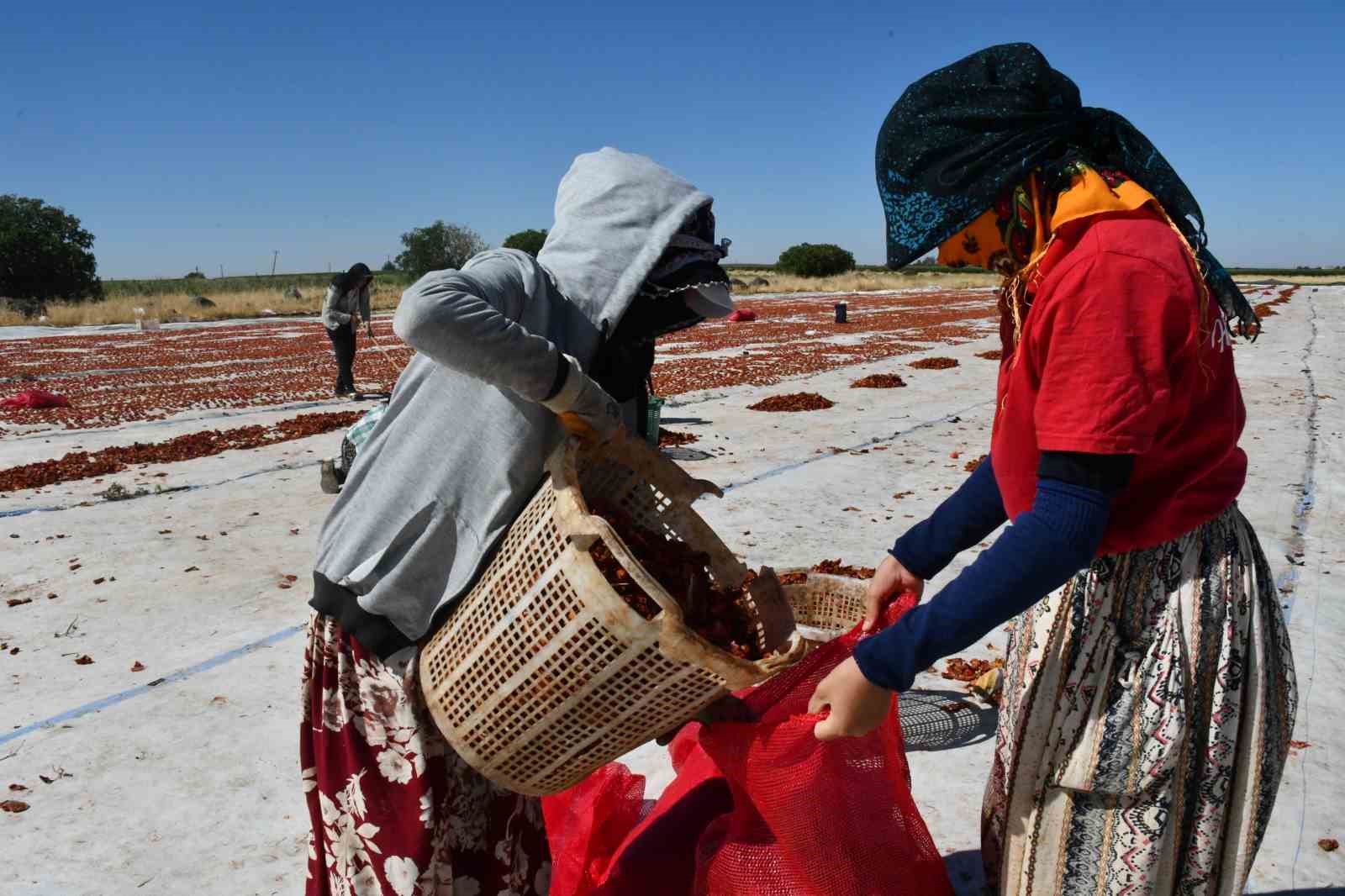 Siverek&rsquo;te yetiştirilen kuru domatesler d&uuml;nya sofralarına ulaşıyor
