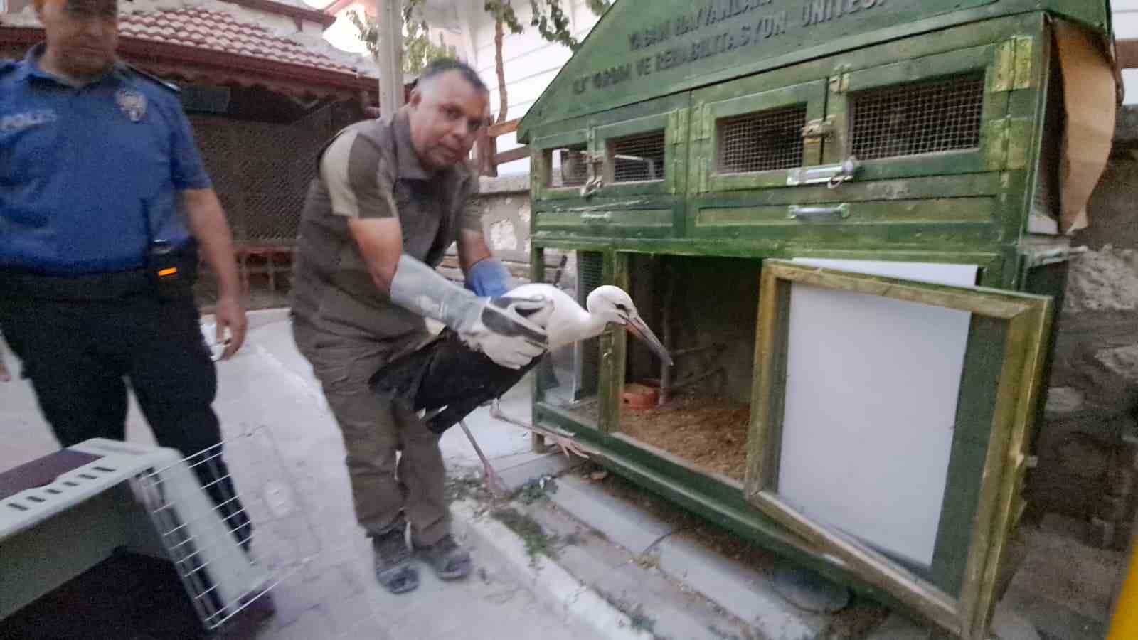 Karaman’da yaralı leylek koruma altına alındı
