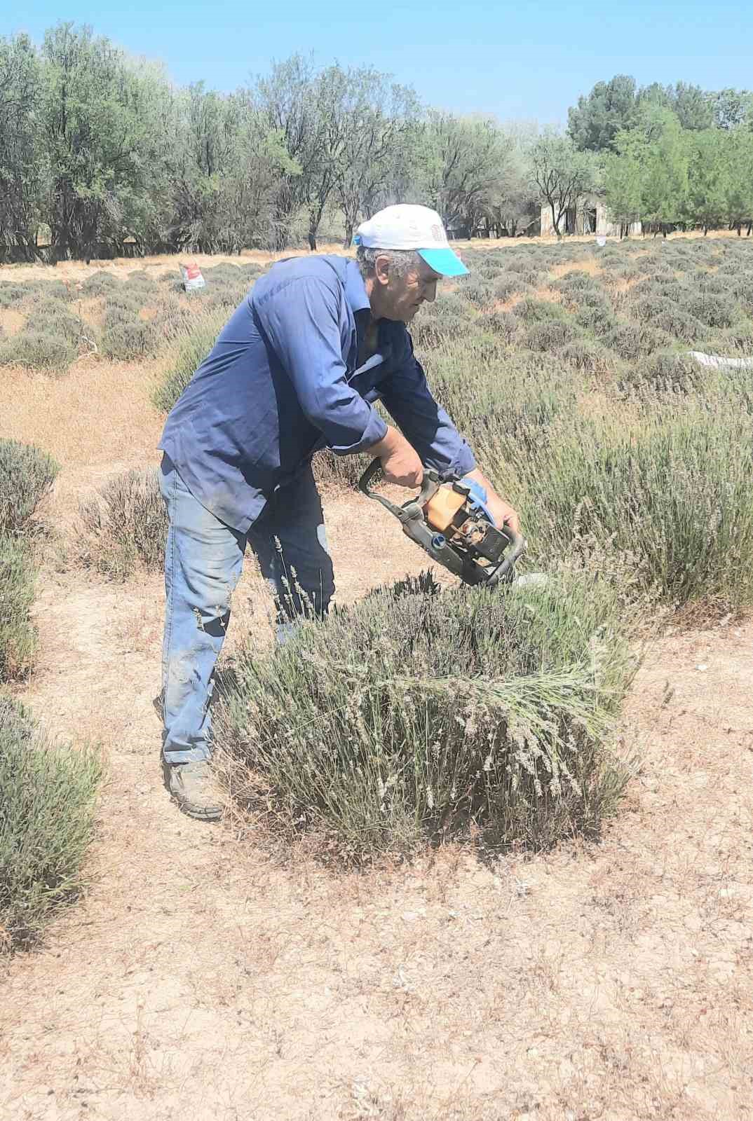 İmece usulü ektikleri lavantanın gelirini köylerinin ortak giderleri için kullanıyorlar