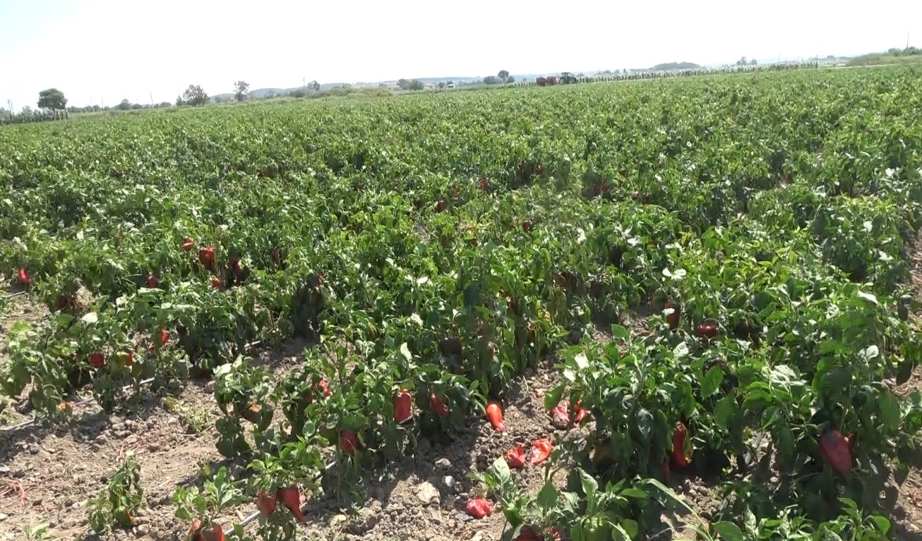 Bafra Ovası’nda kapya biber hasadı
