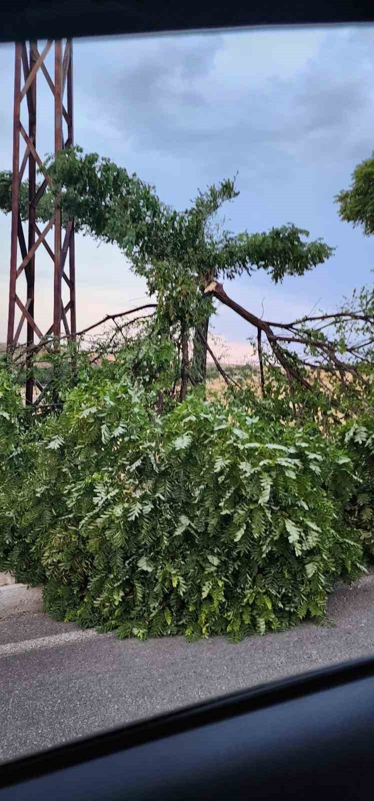 Kovancılarda ağa&ccedil; dalları kırıldı
