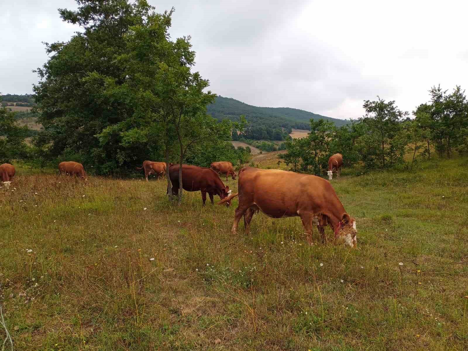Samsun’da tüm sığırlara kimlik
