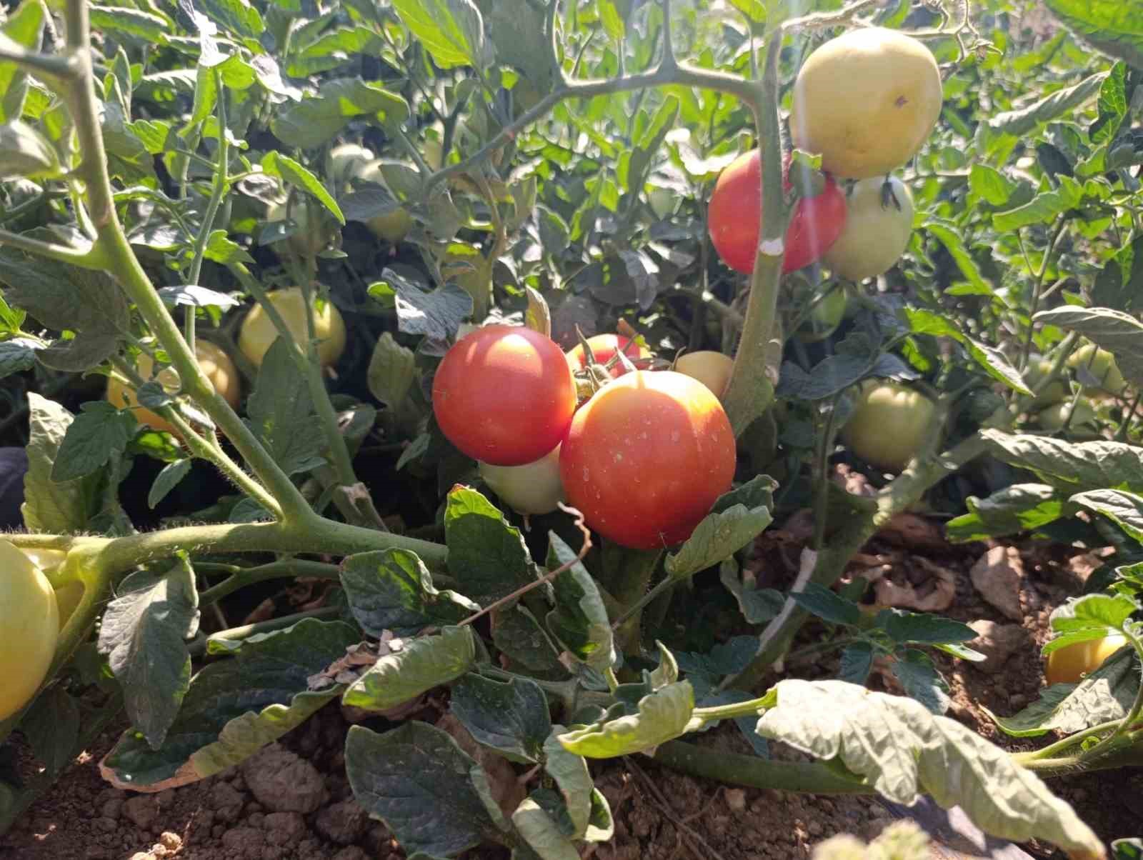 Malatya’da Kadın Kooperatifinden organik domates hasadı
