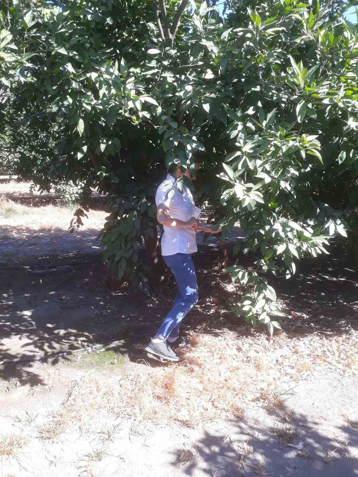 Söke’de zararlı popülasyonunda artış gözlemlendi