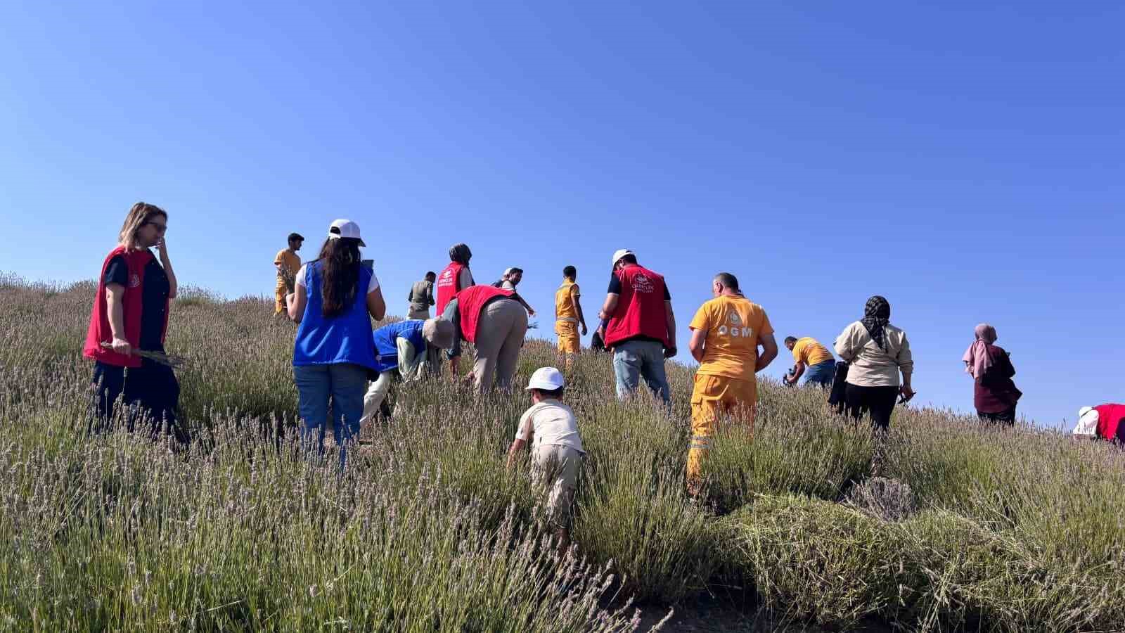 Gençler lavanta hasadı için bir araya geldi