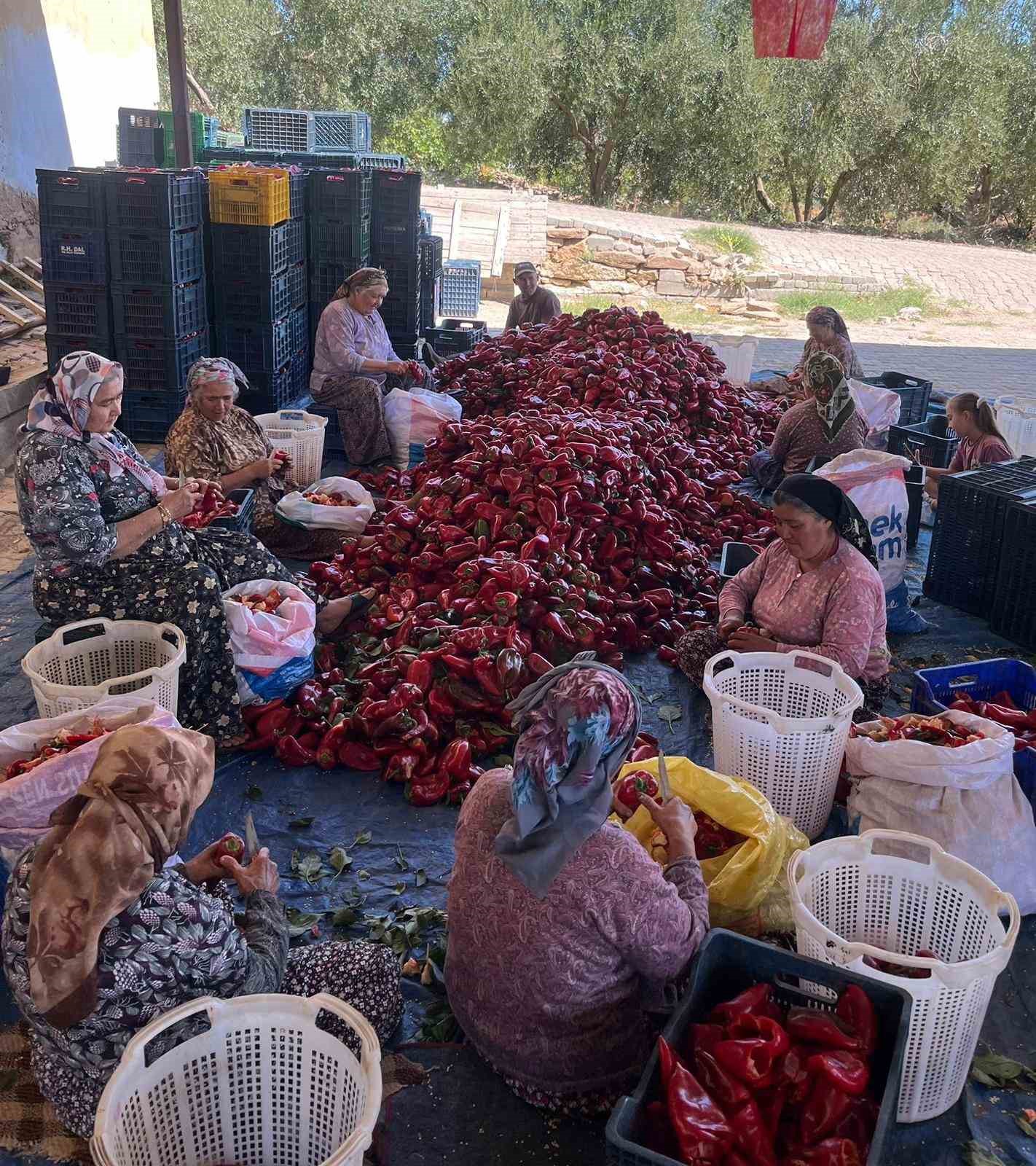 Salihli’de kapya biberde hasat zamanı

