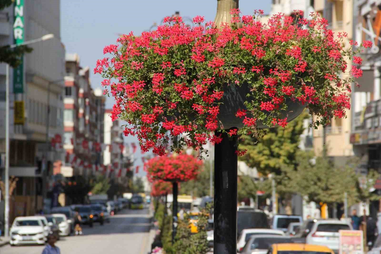 Van Büyükşehir Belediyesi şehri sardunyalarla süslüyor
