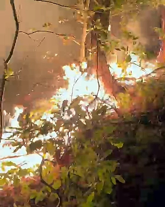 Yığılca&rsquo;daki orman yangını s&ouml;nd&uuml;r&uuml;ld&uuml;
