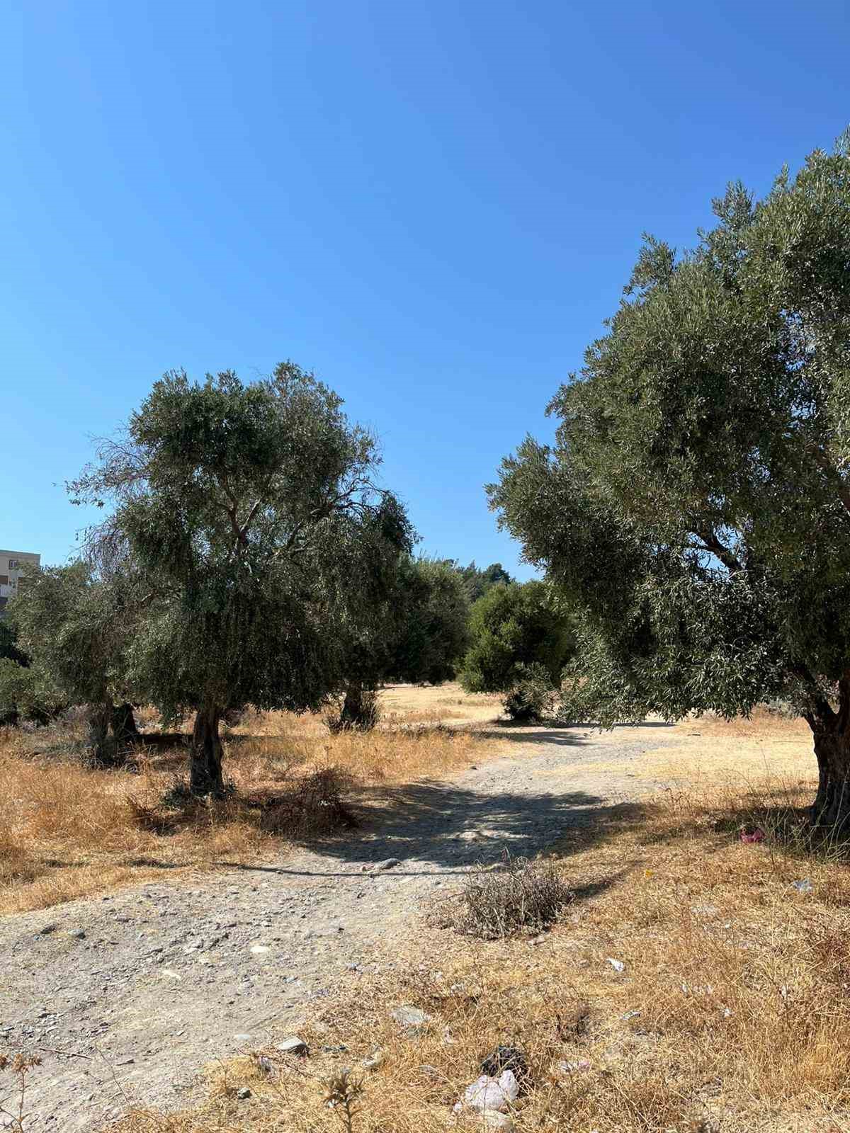 Söke’de zeytin rekolte tahmin çalışmaları başladı
